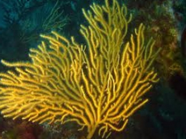 gorgone jaune 1