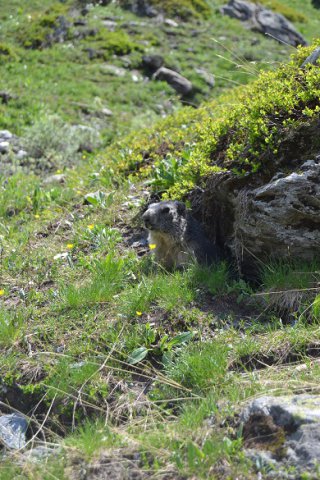 Marmotte dans le massif du Queyras