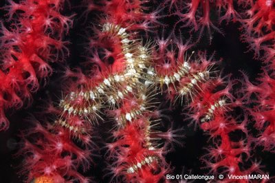 DSC 0126 1 3603 MarseilleMoyades31m 9nov25 VMARAN 1