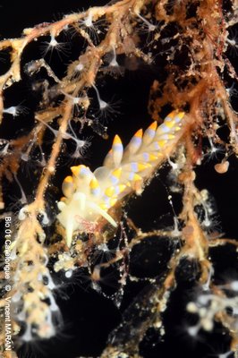 DSC 0149 1 3603 MarseilleMoyades31m 9nov25 VMARAN 1