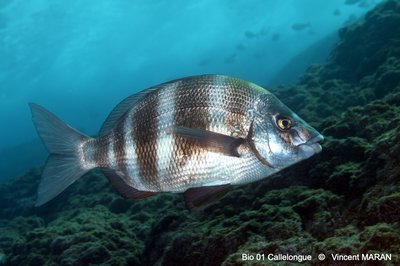 DSC 0185 1 3603 MarseilleMoyades31m 9nov25 VMARAN 1