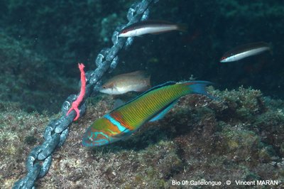 DSC 0202 1 3603 MarseilleMoyades31m 9nov25 VMARAN 1