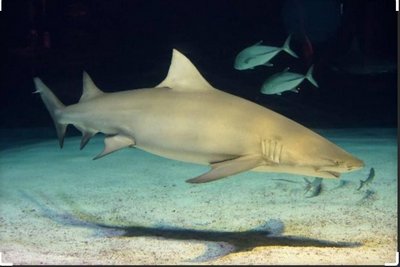 requin citron