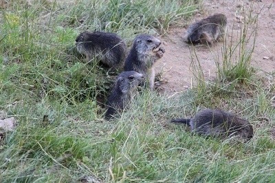 FAMILLE MARMOTTES
