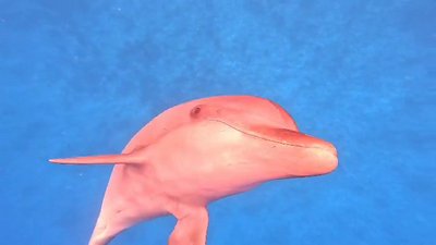dauphin