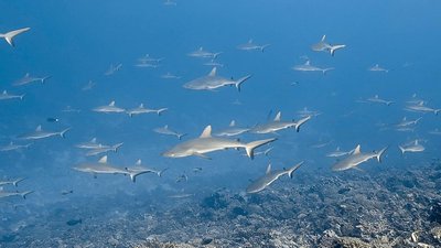 de9a0a9d c1e9 4817 af17 045c765d82b0